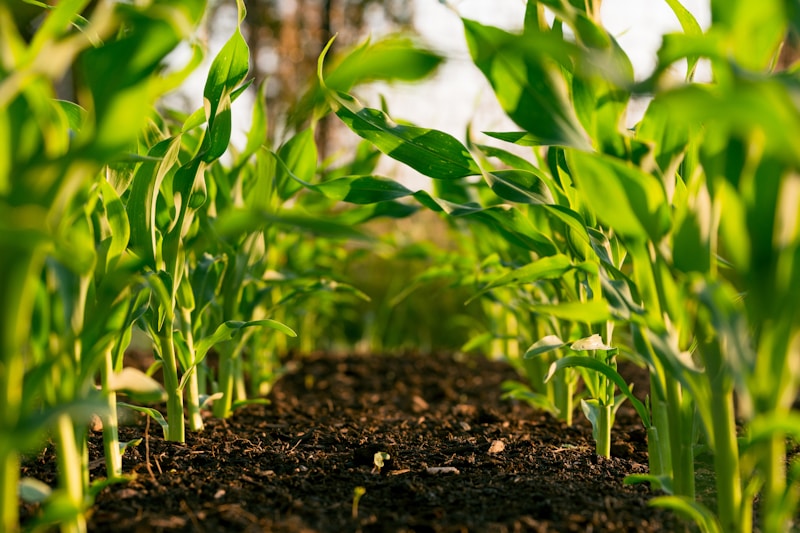 Agriculture AI